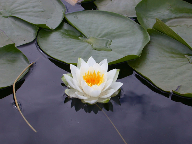 Castle Rock Petenwell Lakes Lotus Flower